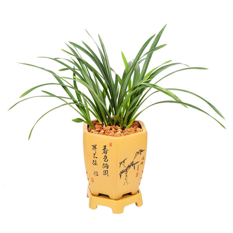 香妃日本宽叶原盆兰花