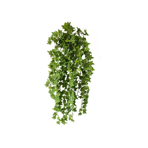 常春藤 常青藤苗 四季常绿 攀缘花卉 盆栽藤蔓爬藤植物