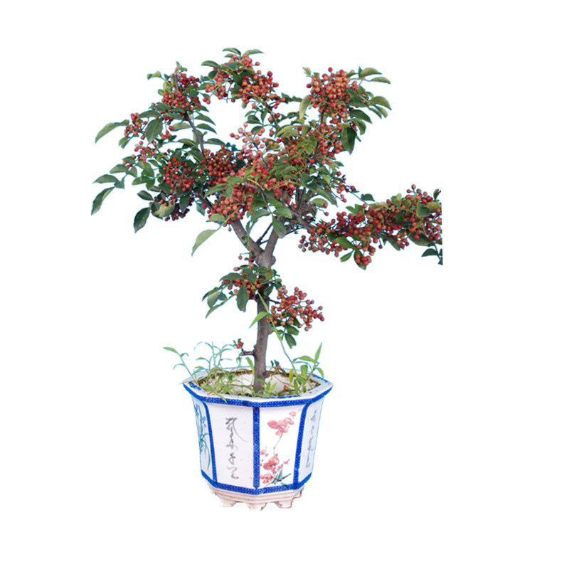 花椒苗大红袍狮子头无刺黄盖花椒树苗篱笆盆栽南北方种植当年结果