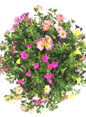 矮牵牛阳台庭院盆栽花卉植物