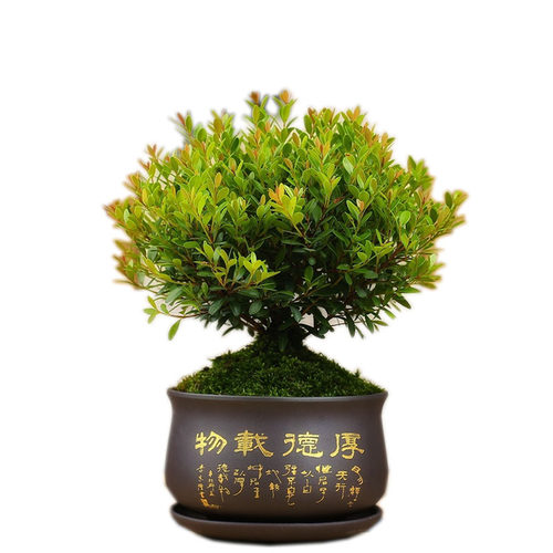 小叶赤楠喜阳喜水盆栽盆景微型迷你植物茶几窗台阳台四季常青绿植