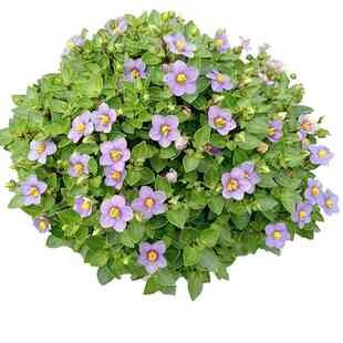 一抹香盆栽 室内碰碰香 香草多肉植物室内室外芳香绿植花卉