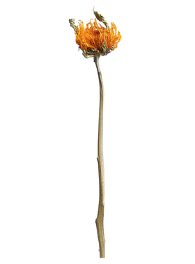 重瓣天然植物客厅摆设干花真花