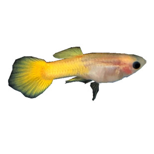 黄金玻璃猫孔雀鱼透明玻璃体凤尾鱼小型热带观赏鱼胎生鱼繁殖最快