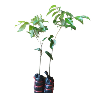 增城荔枝荔枝嫁接苗桂味香荔妃子笑糯米糍无核荔枝果苗树当年结果