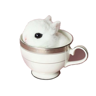 兔粮20除臭荷兰猪豚鼠防病