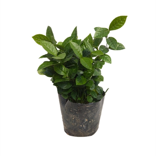 珠兰花 室内阳台客厅盆栽鱼子兰 金粟兰 珍珠兰清香兰花 带盆发货