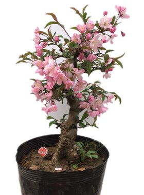 红宝石四季庭院种植盆景海棠花苗