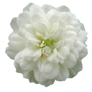 海蒂的花园 雪月微型月季花量大适合做盆景阳台花卉植物盆栽苗