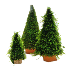 圣诞节鱼缸水族箱水草造景装饰组合套餐莫斯圣诞树水草活体