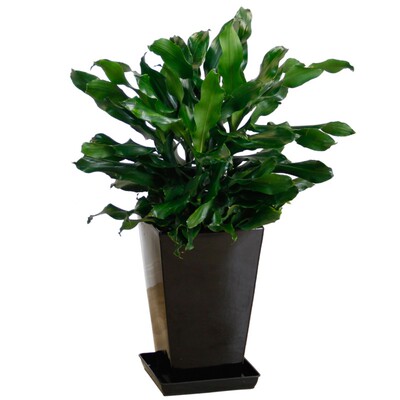 绿植室内阳台四季常青包邮螺纹铁