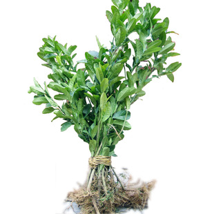 2年广东佛手苗 金佛手果树苗 药用地栽盆栽 送佛手柑种植教程包邮