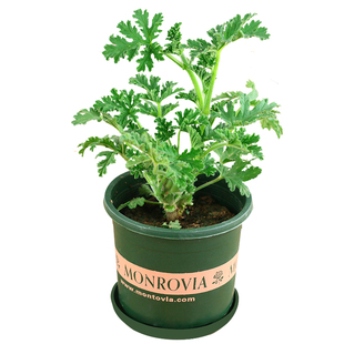 不可食用枝叶不新鲜发黄天竺葵香叶玫瑰味天竺葵带杆带叶纯露原料