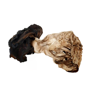 新货巴楚菇100g 新疆巴楚野生蘑菇干食用菌香菇胡杨林皱柄羊肚菌.