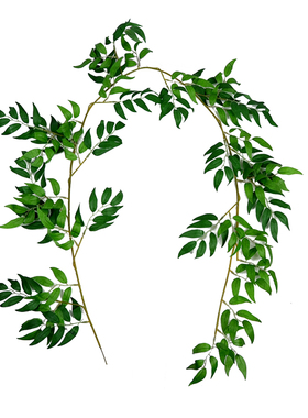 婚庆绿色植物墙垂吊藤条