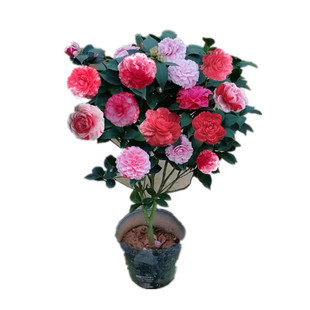 潮州 仙种五宝茶花 一树多色名贵稀有盆栽室内外绿植花卉珍贵品种