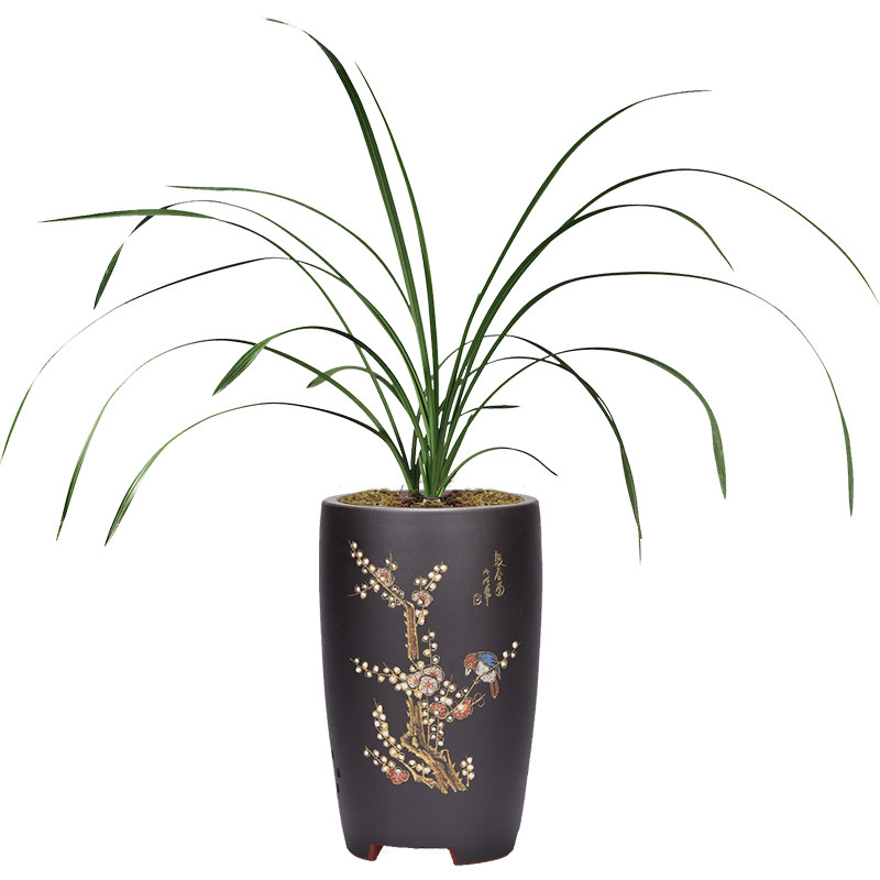 兰花苗 蕙兰大一品 大荷花型水仙瓣浓香型花卉熟草老八种国兰出架