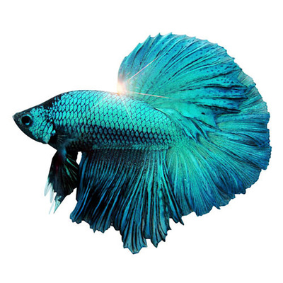 活体观赏鱼泰国斗鱼马尾半月狮王