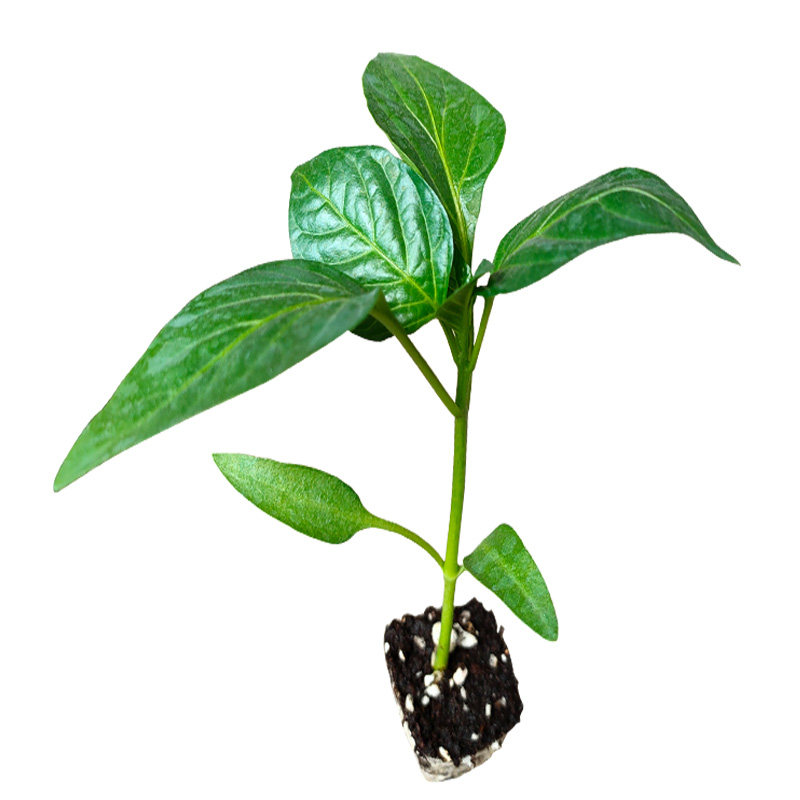 辣椒苗子朝天椒薄皮椒线椒青椒农家阳台盆栽菜园包邮四季蔬菜苗孑