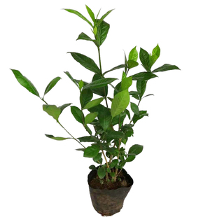 栀子花苗浓香型重瓣室外盆栽地栽庭院大叶栀子花大苗白色