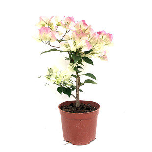 漫野花卉|三角梅 绿叶樱花扦插苗多色品种喜阳庭院楼顶盆栽植物