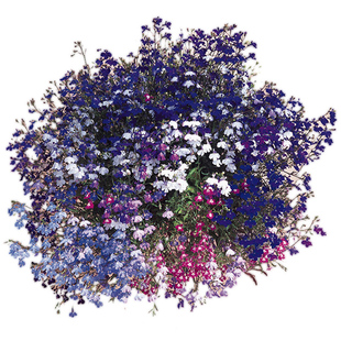 进口垂吊半边莲种子 六倍利翠蝶花四季室内阳台盆栽易种花卉种子