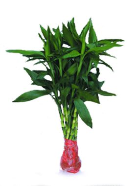 正宗大叶富贵竹金边水培绿植好养