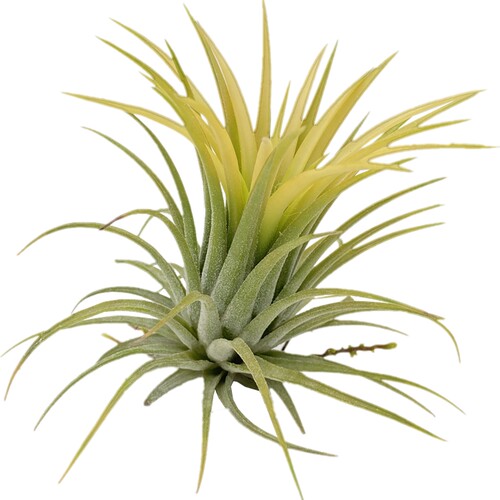 空气凤梨Tillandsia 无土桌面懒人绿植儿童礼物趣味迷你小盆栽