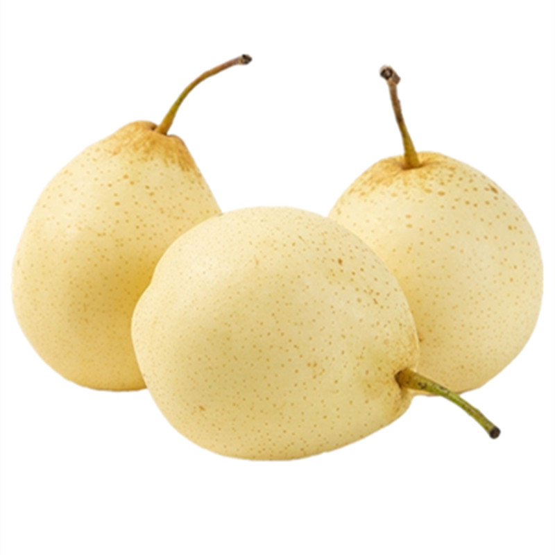 正宗河北鸭梨当季新鲜水果整箱5/10斤包邮赵县特产水晶梨产地直发