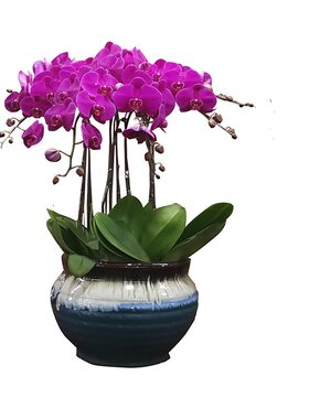杭州花店新年宵鲜花速递同城蝴蝶