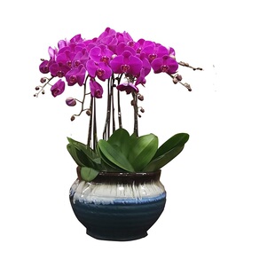 杭州花店新年宵鲜花速递同城蝴蝶兰花卉乔迁开业室内长辈送花盆栽