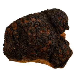 桦树茸黑金切块俄罗斯进口野生正品白桦茸茶非长白山天然桦褐孔菌