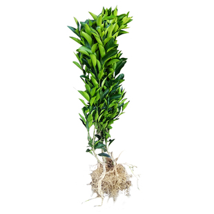 椪柑树苗柑橘树苗湖南产地直销嫁接  芦柑树苗橘子果树苗南方种植