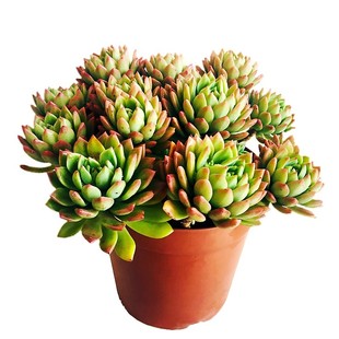 马库斯超大精品多肉植物 云南露养精品阳台庭院花卉绿植盆栽 包邮