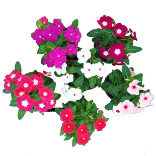 天天开日日春长春花五叶梅盆栽阳台庭院桌面开花带花喜阳包邮