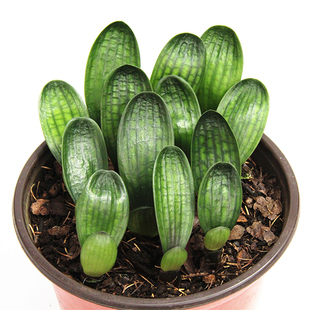 长春君子兰粉代种子油匠花脸圆头和尚虎头麻脸盆栽绿植新成熟种子