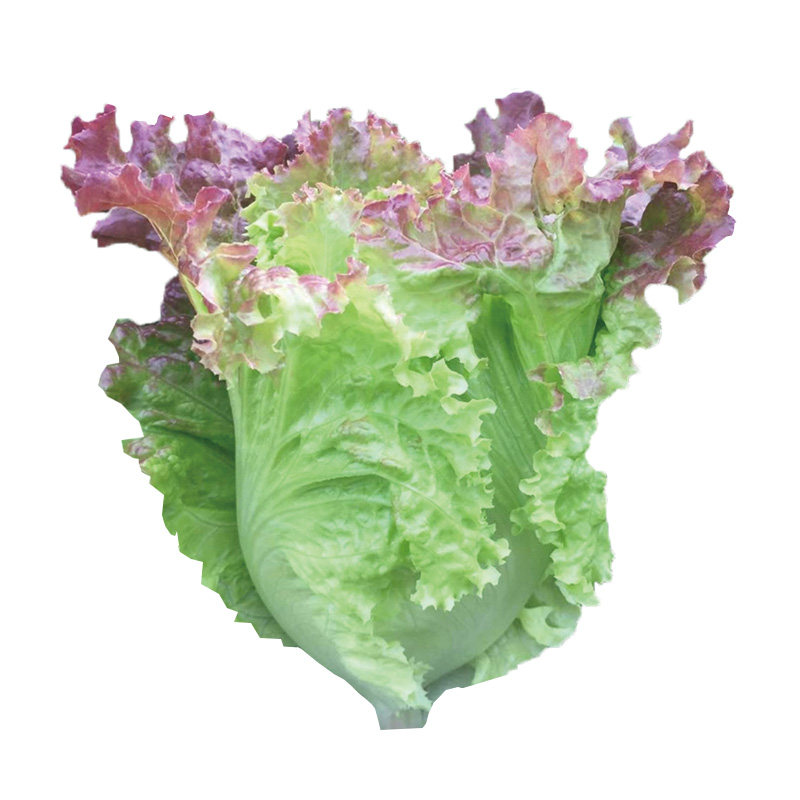 汉堡奶油咖啡菜种子紫罗翡翠生菜籽红叶特色菜保健菜四季阳台庭院