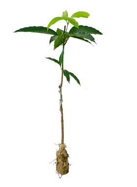 芒果苗嫁接四季金煌芒开花结果
