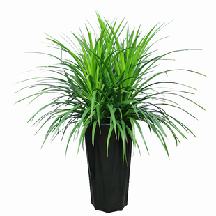 三株龙血树盆栽大龙须树室内植物客厅办公室好养净化空气大型绿植