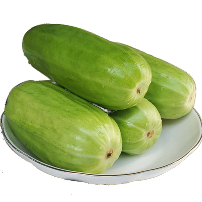 河北青县现摘无糖整箱包邮菜瓜