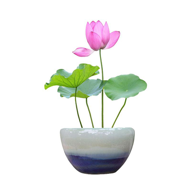 荷花种子 莲花种子庭院花卉水生植物景区河道清淤观赏 莲藕籽