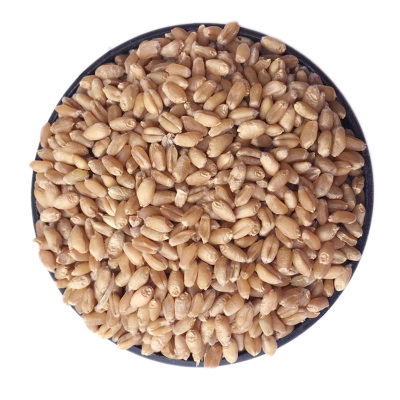 小麦粒农家鸽子饲料50斤食用