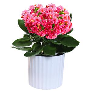 长寿花四季开花重瓣绿植带花苞水养植物盆栽四季开花观花盆栽植物