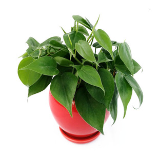 小绿萝苗杏心叶藤盆栽室内常绿绿植多年生植物