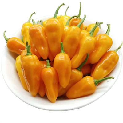 魔鬼椒新鲜永安黄椒特辣超辣新鲜辣椒朝天椒香辣变态辣福建黄椒