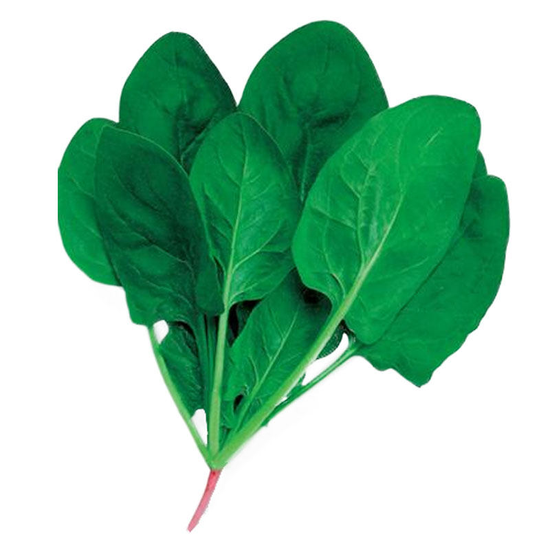 春秋播小叶菠菜种子非转基因小青菜波菜阳台四季夏季蔬菜种籽孑耐