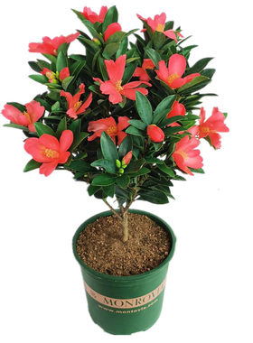 四季杜鹃茶办公室茶花盆栽新品