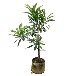 蛋黄果苗台湾鸡蛋果仙桃树苗新奇水果苗盆栽庭院植物四季当年结果