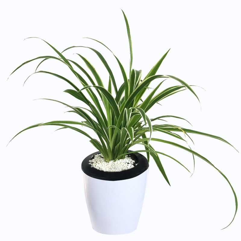 绿萝发财树盆栽水培植物栀子花卉粉掌长寿九里香办公室内客厅绿植