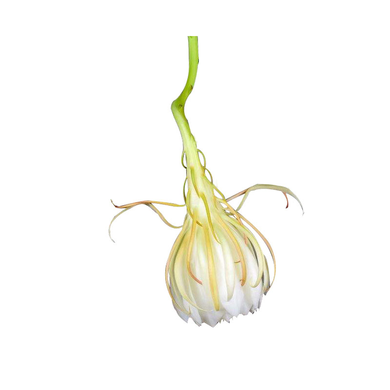 阳台庭院绿色盆景昙花一现植物